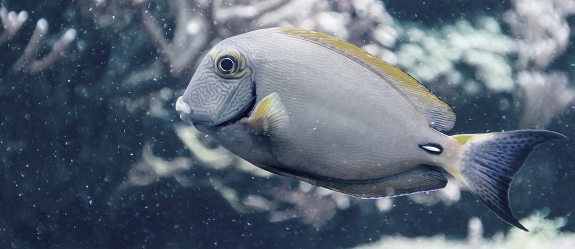 SmartFish: Aquarium 3D Interactif