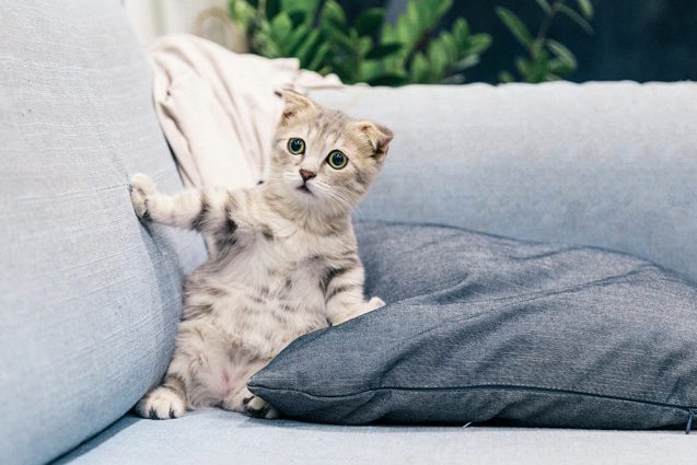 Telemedicine for pets