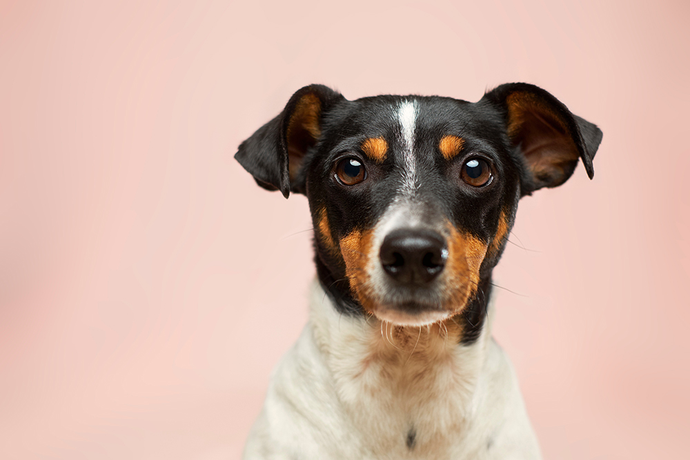 Is pet healthcare a niche category?